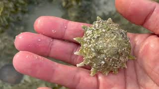 Beach combing in Nassau, Bahamas?  Yes, and it's unbelievable! (Part 2)