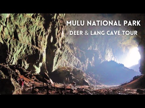 Video: Câți lilieci sunt în Borneo Deer Cave?