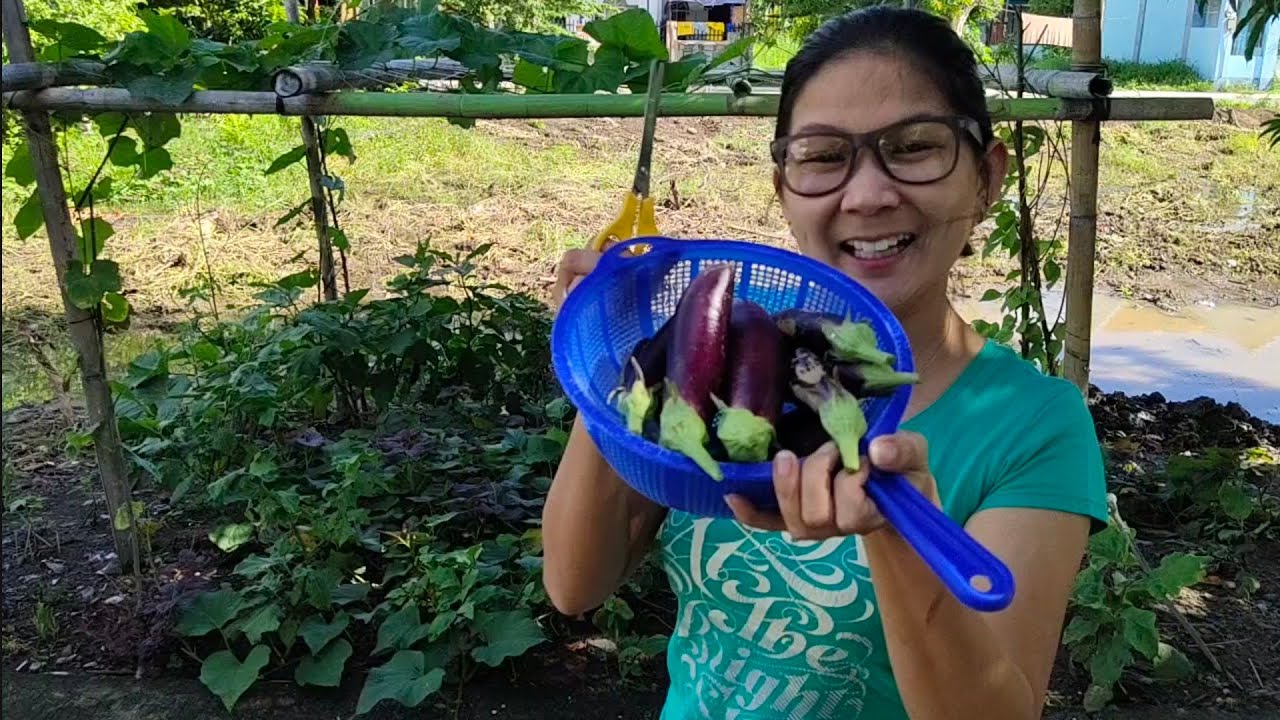 It's eggplant harvest time! Harvest Eggplant Veggies YouTube