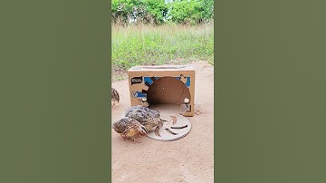 Quick and easy quail trap design #shorts