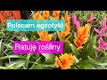 Nie wyrzucaj ich! 🥀 Ratujemy róże i poinsecje krok po kroku. Cudownie kwitnące okazy do domu