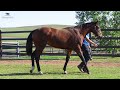 LOT 1021 D'Argento x Absolutely Panda's FILLY