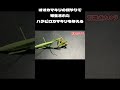 オオカマキリの餌やりで寄生されたハラビロカマキリを与える