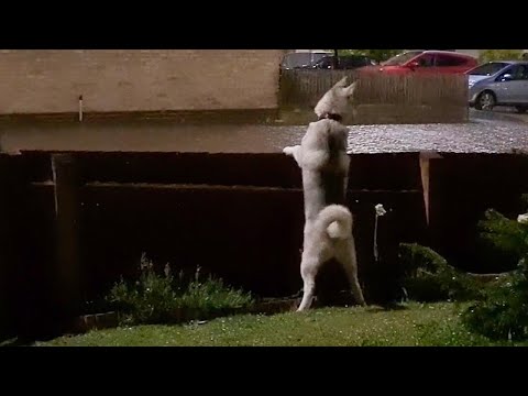Confused Husky Hears Thunder For The First Time