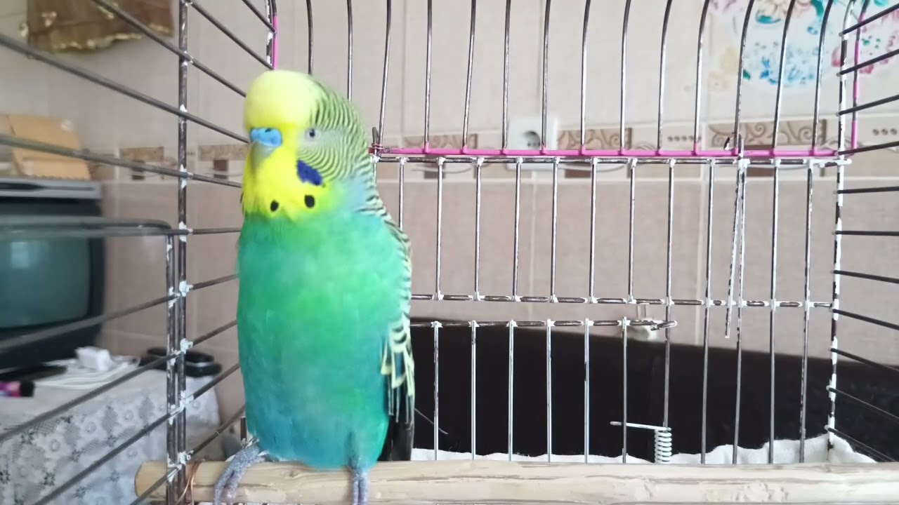 🐦 2 Saatlik Muhabbet Kuşu Sesi | Kuşunuza Mutluluk ve Stres Azaltıcı Terapi 🎶