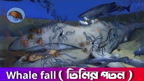 নীল তিমির মৃত্যুর পর বিস্মকর যা ঘটে 🥺