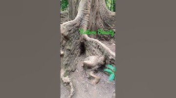 Incredible Beauty Of Tree Roots