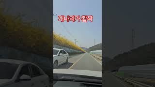 용숙이가 어릴때 살았던  양산 화제리에 개나리가 활짝폈어요