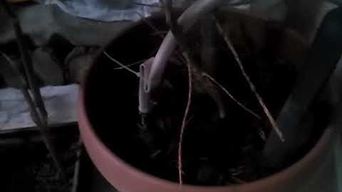 Arduino ile Otomatik Sulama Sistemi 5/6