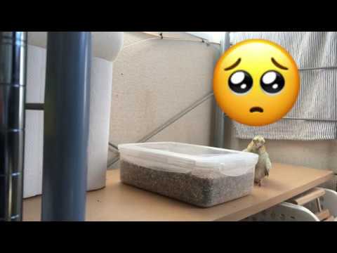 カゴには入らない 駄々をこねるオカメインコ Youtube カゴには入らない 駄々をこねるオカメインコ Youtube