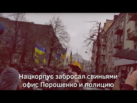 Нацкорпус забросал свиньями офис Порошенко и полицию | Страна.uа thumbnail