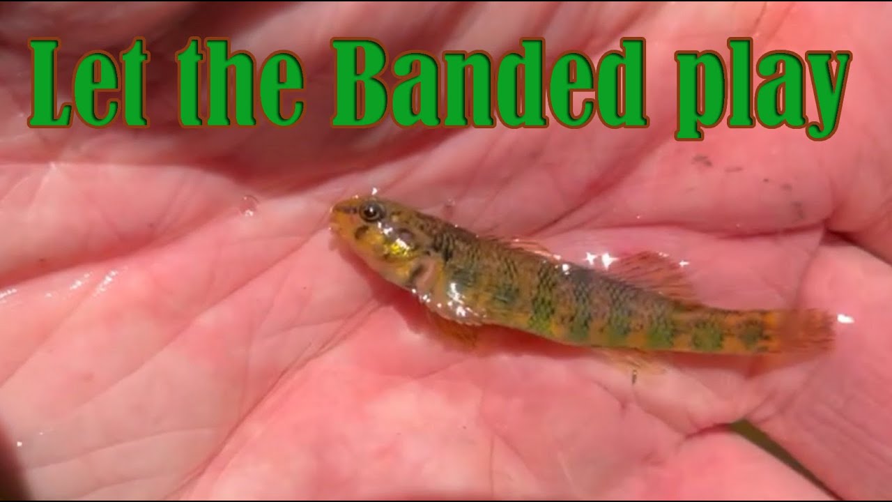 Multispecies Fishing: Razorback Roaming, Day 2, Part 2