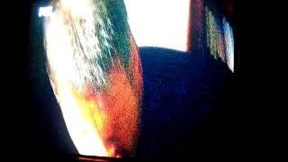 Celebrity Hawaii five.o Danno get mad Profile