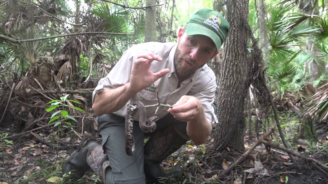 Are Water Moccasins Poisonous To Dogs?