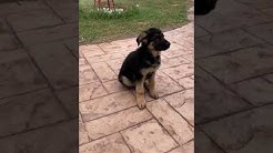 34 HQ Photos German Shepherd Puppies South Florida - South Florida Shepherds Dribbble