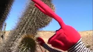 a ver cactus quédate quieto un momento