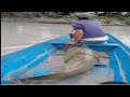 PESCA MONSTRUO EN RIÓ META  90 Lbs 2020