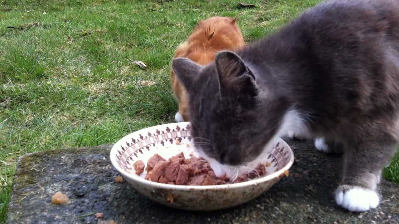  hungry  cats  YouTube