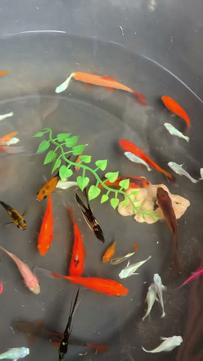Ikan hias #ikan #filmpendek #petualangan #ikanhias #drama #fish #aquarium #ikanhiaskoki #ikan