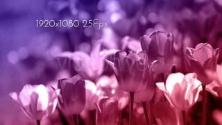 Tulips Spring Flower Duotone screenshot 5