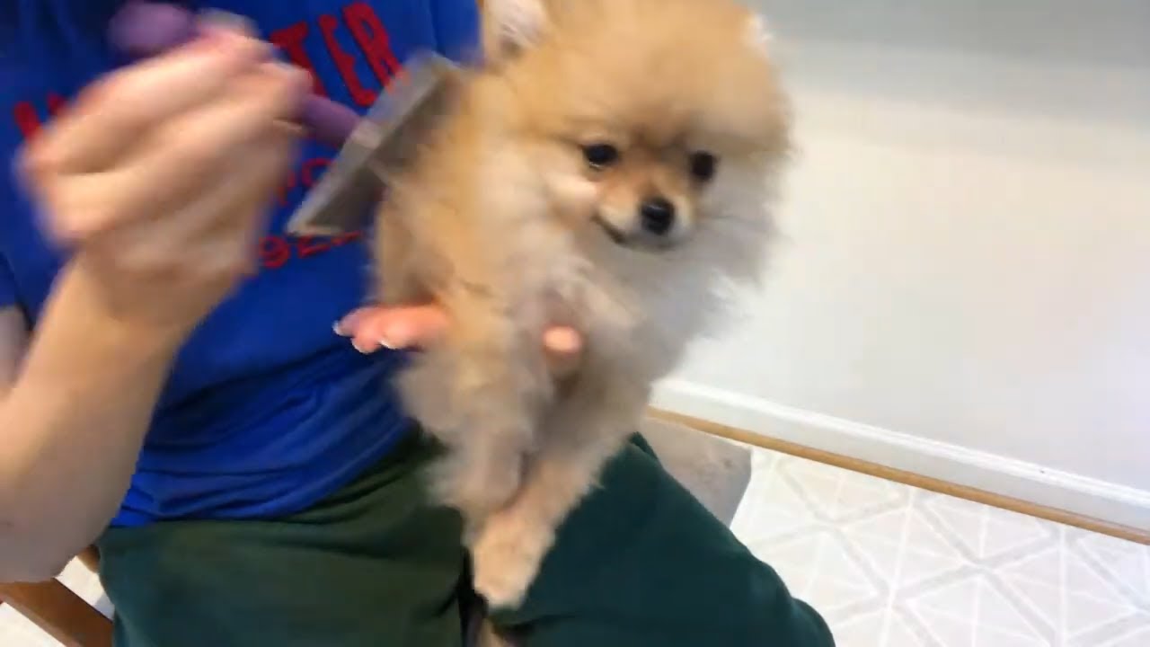 How to brush my pomeranian puppy's coat at home YouTube