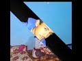 اوهانت 