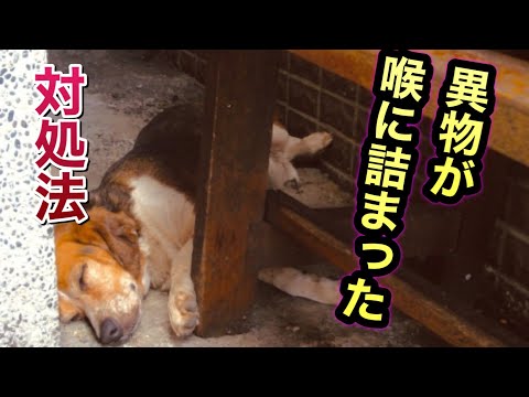 猫の窒息とは？症状・応急処置・予防法を獣医師が解説