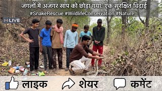 खतरनाक अजगर को जंगल में छोड़ा 😱 | Python Snake Rescue and Release! #PythonRescue #SnakeRelease