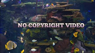 Fish Aquarlum Water Reef Underwater coraf Exotic | No Copyright Video Stoks screenshot 4