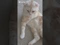 шортс кот прикол смешно шутка шотландский вислоухий котик видео Cat Scotishfold шортс кот прикол смешно шутка шотландский вислоухий котик видео Cat Scotishfold