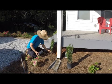 Vídeo: Sky Pencil Holly Care - Com plantar un Sky Pencil Holly Bush
