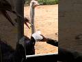 Day 49 | Ostrich Safari Farm | South Africa | Oudtshoorn