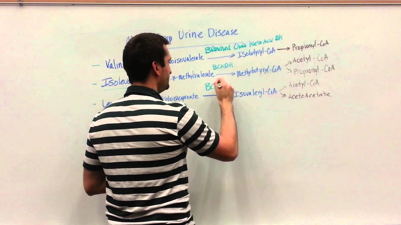treatment options for maple syrup urine disease treatment options for maple syrup urine disease