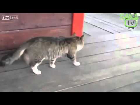 Askerden Kaçan Kedi