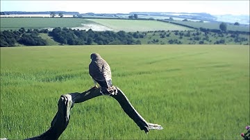 Last Kestrel Chick Fledges | Discover Wildlife | Robert E Fuller