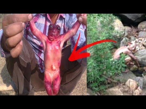 Videoya Yakalanan 8 Gerçek Goblin