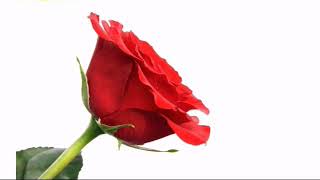 Les fleurs d'amour