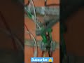 electrical cable fault #shorts #viral #tranding #technical #technology #electrical #faults #youtube