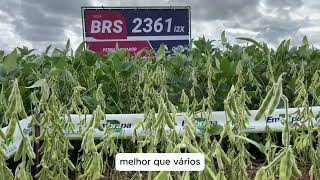 Soja BRS 2361 i2X - lançamento safra 24/25