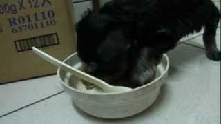ちゃん (黑蓋幼犬雪納瑞 Miniature Schnauzers) Day 42 -- 有那麼餓嗎