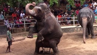 Elephant dance at Dehiwala zoo ( Sri lanka )
