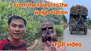 Full video: Truck carries trees from the forest to the weighing station