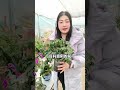 Flower care formula#Flowers and green plants#Planting tips