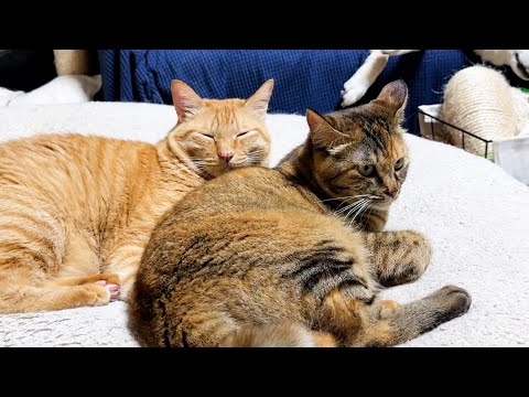 ふんばり親子猫 茶トラ ふんばり親子猫 茶トラ ふんばり親子猫 茶トラ 後輩猫たちに大人気な