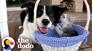 Dog Scared Of Kittens Becomes Proudest Foster Mom | The Dodo