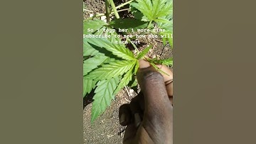#cannabiseducation #cannabisdaily #youtube #shortsviral #viralvideo #viralshorts #shorts #viral