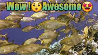 Awesome/Beautiful Fish/Fish in Sea/Amazing/Fish Under Sea by mom in paris