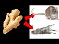 GINGER MAGIC || Kill RATS Within 10 minutes || 100% NATURAL WAY I Home Remedy | Mr. Maker