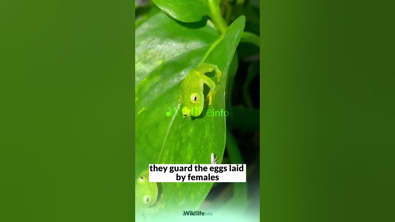 Translucent Wonders Exploring the Enigmatic World of Glass Frogs 