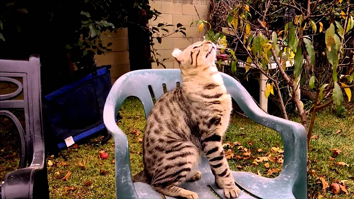 Video 10734401: exotic lynx, lynx cat, lynx playing, rare cat, kitten